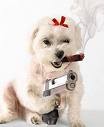 Picture for song 'I AM A DOG' by artist 'The Al Love Experience'