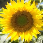 Picture for song 'Let Rain Pour in my Heart' by artist 'The Markdanyells'