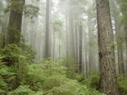 Picture for song 'Organics (Humboldt Flavs Mix)' by artist 'The Middle Agent'