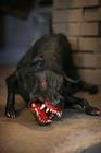 Picture for song 'Hell Hound' by artist 'The Reign of Fire'