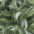 Picture for song 'True Reality' by artist 'The Serendipitous Cacophonies'