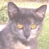 Picture for song 'STEELY'S PURR' by artist 'THE SERENITY PROJECT'