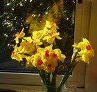 Picture for song '(Just Like) Robin Hood's Blues' by artist 'ThinMan'