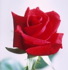 Picture for song 'Rose Garden' by artist 'Tom Aragon'