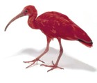 Picture for song 'Abyss of Ibis (Razor Feathers rmx)' by artist 'Tracing Shadows'