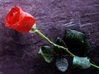 Picture for song 'sellfish deeds' by artist 'Valentines Day'