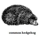 Picture for song 'Hedgehog' by artist 'Vincent Knobil'