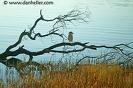 Picture for song 'Alone on this Branch' by artist 'WillySunday'