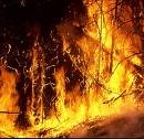 Picture for song 'Wild Fire' by artist 'Zombie20'