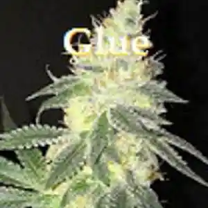 Picture for song 'Glue' by artist 'Anac On The Beat'