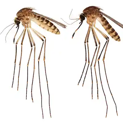 Picture for song 'I Hate Mosquitoes' by artist 'Pete Moss and the Weed Wackers'