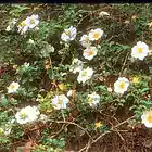 Picture for song 'Legend of the Cherokee Rose' by artist 'Tom Tripp'