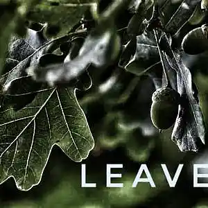 Picture for song 'Leaves' by artist 'Florian Gleisberg'