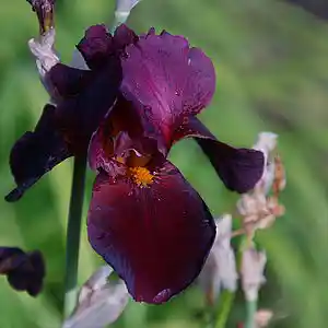 Picture for song 'if i said' by artist 'Mattila'