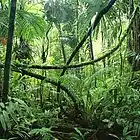 Picture for song 'The Jungle FREE D/L' by artist 'JN Beats (US)'