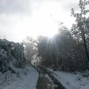 Picture for song 'wanderer' by artist 'Ihae'