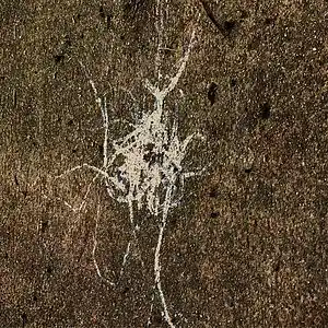 Picture for song 'Slug Nutty Dead Worm' by artist 'Slug Nutty'