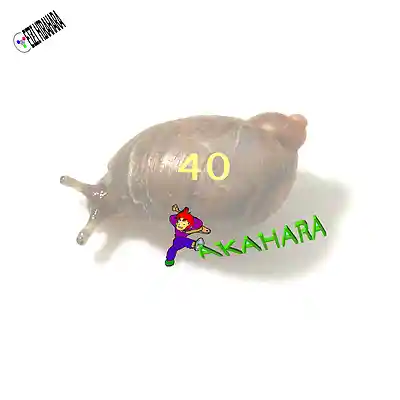 Picture for song 'AKAHARA 40' by artist 'Eizi Hirahara'