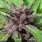 Picture for song '2-SiCc - Purple Clouds(Remastered)' by artist 'Too SiCc'
