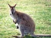 Picture for song 'The Flourescent Wallaby (Free Download)' by artist '1337 beats'