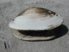 Picture for song 'The Fuzziest Clam' by artist '1337 beats'