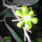 Picture for song 'Xuan hen uoc' by artist '7annhau'