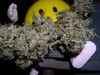 Picture for song '1 Hitz Neva Enough {4:20}' by artist '805 KLIK'