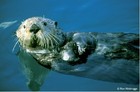 Picture for song 'The Otters Song' by artist 'aameree'