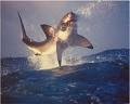 Picture for song 'Jump' by artist 'Adam Warnock'