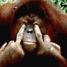 Picture for song 'cryZAL - Hoffnungsschimmer' by artist 'affenboy'