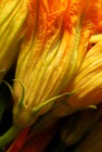 Picture for song 'zucchini flowers' by artist 'Agent'