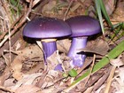Picture for song 'PURPLE MUSHROOMZ' by artist 'ArchNemeses'