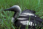 Picture for song 'Arctic Loon' by artist 'Arctic Soul'
