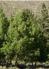 Picture for song 'Come Where the Aspens Quiver' by artist 'Arthur Sherry'