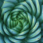 Picture for song 'FIBONACCI LIFE CYCLES (FREE D/L)' by artist 'AUDIPLEX INSTRUMENTAL'