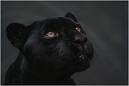 Picture for song 'Black Panther' by artist 'BAL Ambi'
