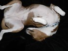 Picture for song 'Lavaliscious' by artist 'Barkless Dog'