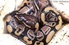 Picture for song 'instrumental of sras *Kingsnake*' by artist 'Beat Of Sras'