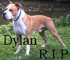 Picture for song 'BigB - Dylan R.I.P.' by artist 'BigBart'