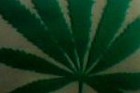 Picture for song 'LEGALIZATION' by artist 'Big Oxx'
