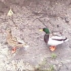 Picture for song '01 Suricci - Saveah' by artist 'Brian Crowl'