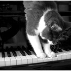 Picture for song 'Sad Piano' by artist 'BrkaBeats'