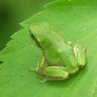 Picture for song 'Calling All Frogs' by artist 'Brokeloose Brakeless'