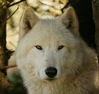 Picture for song 'White Wolf' by artist 'BRUNO DURAND'
