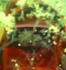 Picture for song 'The Snow Queen' by artist 'ChiKiSpirit'