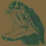 Picture for song 'My Wife Thinks You're Dead' by artist 'CottonMouth'