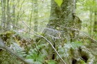 Picture for song 'Jungle Tree' by artist 'Craig Scott Manninen'