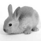 Picture for song 'Charm' by artist 'Dan Tharp'