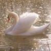 Picture for song 'Premier Cygne' by artist 'Denis Desbiens'