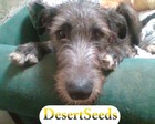 Picture for song '003_Thirsty Dog_DesertSeeds_CCYM_SC09' by artist 'Desert Seeds'